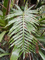 Phlebodium pseudoaureum