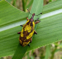 Ileomus