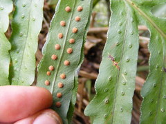 Phlebodium pseudoaureum