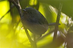 Psilorhamphus guttatus