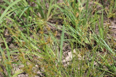 Juncus tenuis tenuis