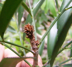 Phyllanthus arbuscula