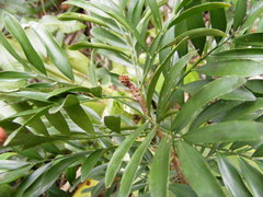 Phyllanthus arbuscula