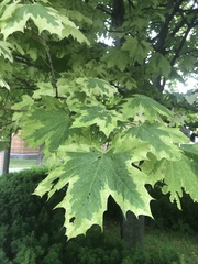 Acer platanoides