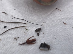 Ulopa carneae