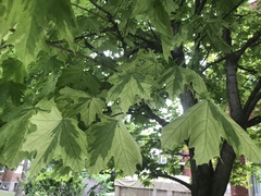Acer platanoides
