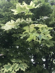 Acer platanoides