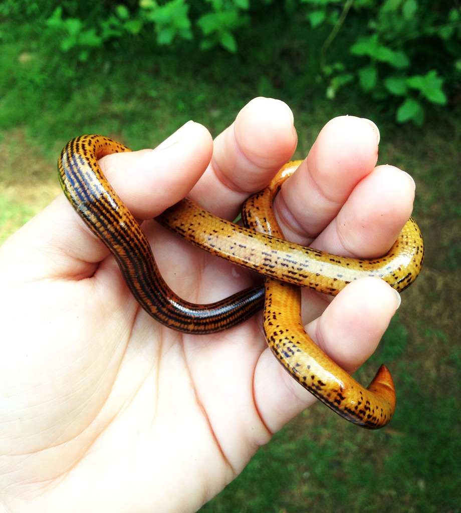 Elegant Worm Snake