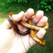 Elegant Worm Snake - Photo (c) Estrela Matilde, some rights reserved (CC BY-NC), uploaded by Estrela Matilde