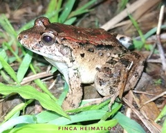 Leptodactylus wagneri