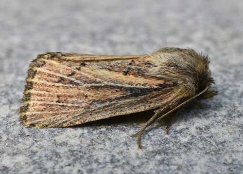 Hypocoena inquinata Guenée, 1852