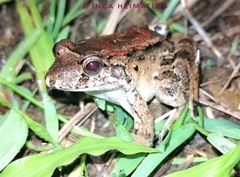 Leptodactylus wagneri