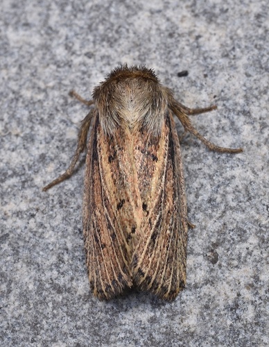 Tufted Sedge Moth photo 2