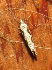 Rhigognostis interrupta