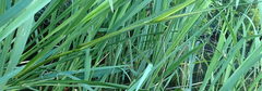 Zizania aquatica