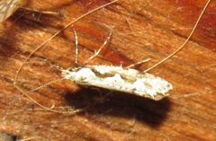 Rhigognostis interrupta