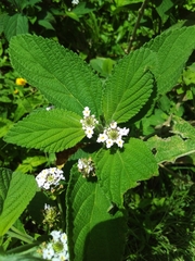 Lantana trifolia