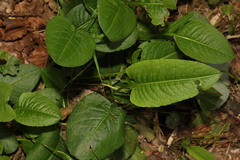 Bistorta officinalis