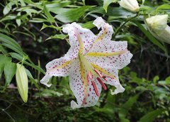 Lilium auratum