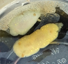 Cadlina modesta
