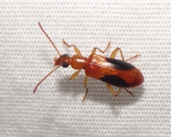 Statira nigromaculata