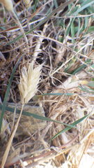 Anthoxanthum aristatum