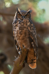 Bubo virginianus magellanicus