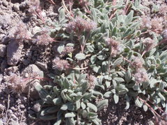 Phacelia hastata compacta