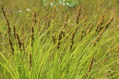 Carex vulpinoidea