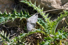 Gnophini