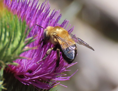 Anthophora montana