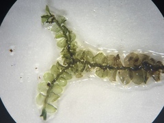 Chiloscyphus polyanthos