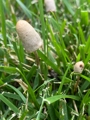 Panaeolus fimicola