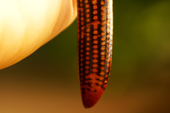 Afrotyphlops elegans