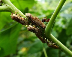 Aetalion reticulatum