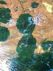 Chiloscyphus polyanthos