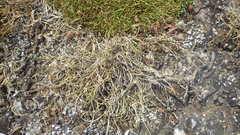 Festuca huonii