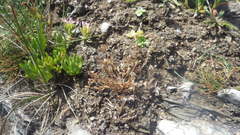 Juncus ranarius