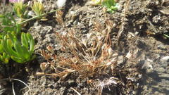 Juncus ranarius