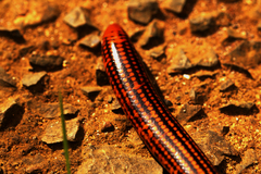 Afrotyphlops elegans