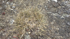 Festuca huonii