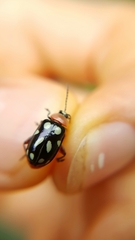 Omophoita simulans