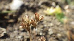 Juncus ranarius
