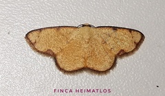 Haemalea punctilinea