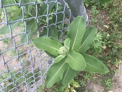Asclepias syriaca