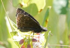Erynnis afranius