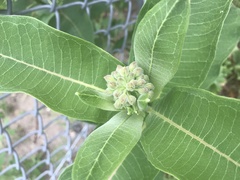 Asclepias syriaca
