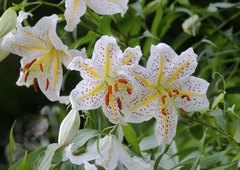 Lilium auratum