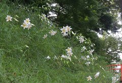 Lilium auratum