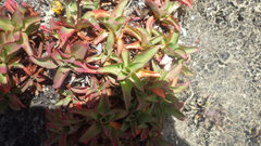 Limonium ovalifolium